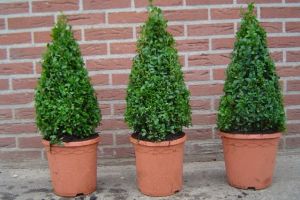 aarbeien rooimachine 022